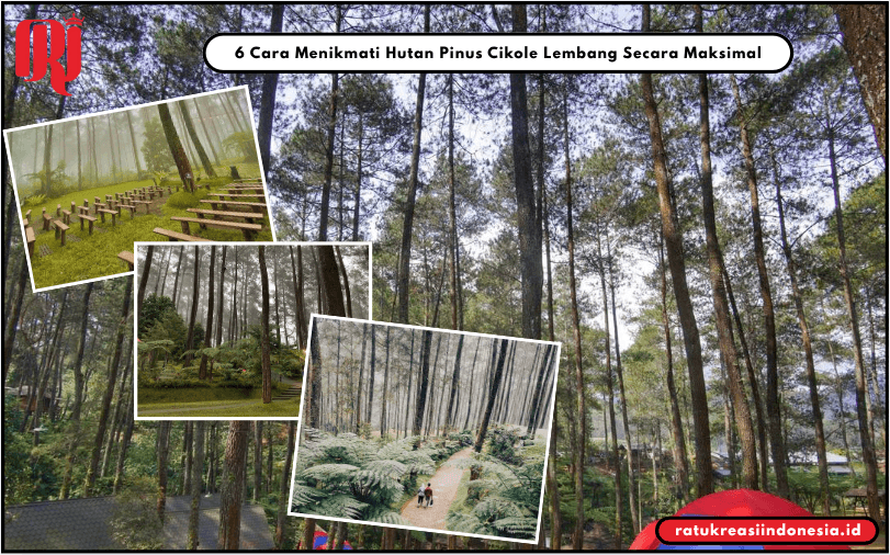 6 Cara Menikmati Hutan Pinus Cikole Lembang Secara Maksimal
