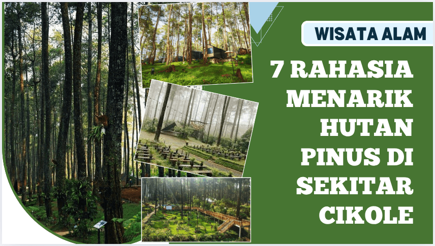 7 Rahasia Menarik Hutan Pinus Di Sekitar Cikole